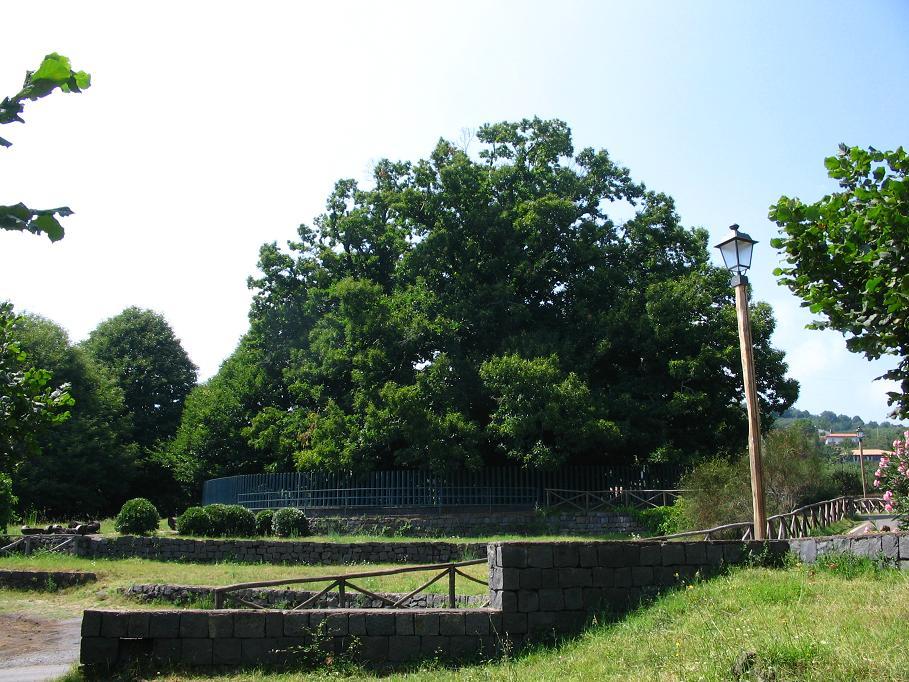 Chestnut Tree of One Hundred Horses