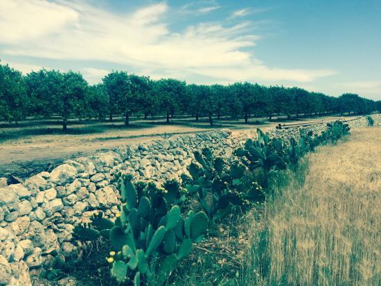 Azienda Agricola Oliva
