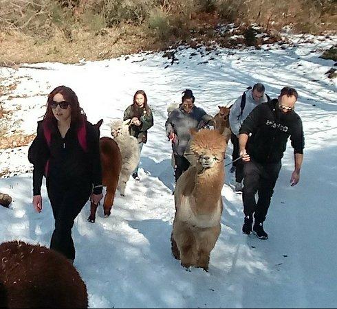 Alpaca Friera Linguaglossa Etna nord