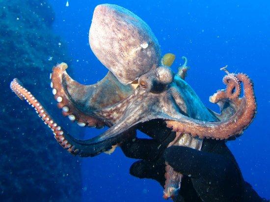 Acquasub Diving Center