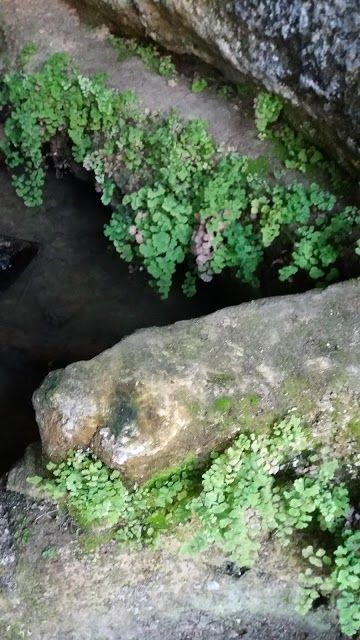 Pineta