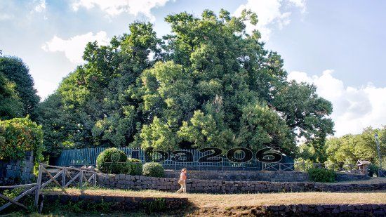 Hundred Horse Chestnut