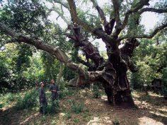 Riserva naturale orientata Sughereta di Niscemi